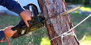  Woods Hole, MA Tree Care Pros