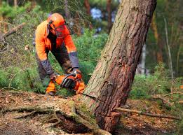 Best Tree Mulching  in Woods Hole, MA