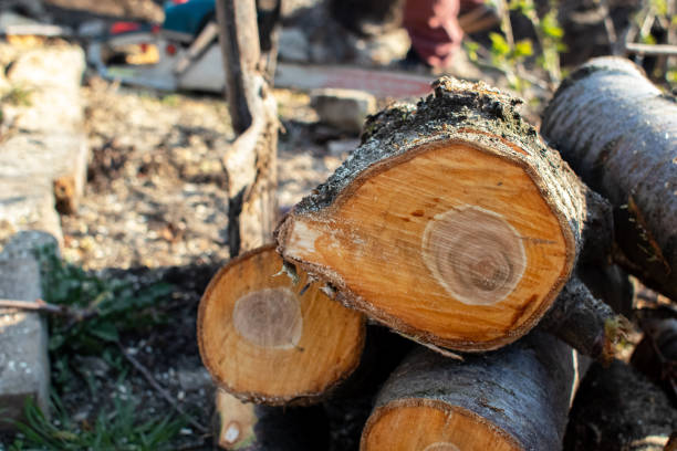 Tree and Shrub Care in Woods Hole, MA