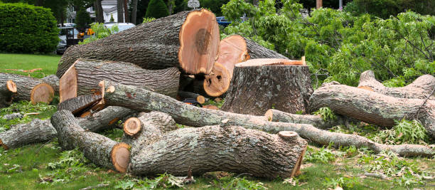 Best Firewood Processing and Delivery  in Woods Hole, MA
