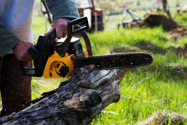 How Our Tree Care Process Works  in  Woods Hole, MA
