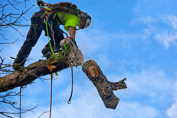 Best Tree Health Inspection  in Woods Hole, MA